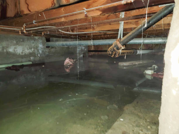 Best Professional water damage repair  in Pine Prairie, LA